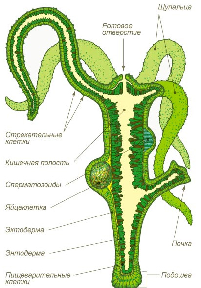 Hydra маркетплейс